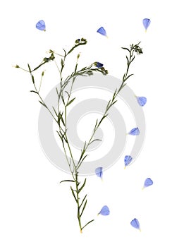 Pressed and dried meadow flower. Scanned image. Vintage herbarium. Composition of the grass and blue flowers on a white background