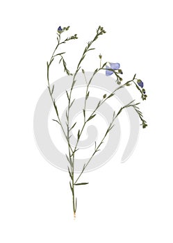 Pressed and dried meadow flower. Scanned image. Vintage herbarium. Composition of the grass and blue flowers on a white background