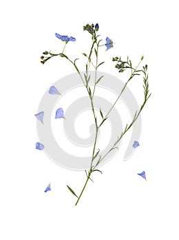 Pressed and dried meadow flower. Scanned image. Vintage herbarium. Composition of the grass and blue flowers on a white background