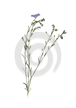 Pressed and dried meadow flowers. Scanned image. Vintage herbarium. Composition of the grass and blue flowers on a white backgroun