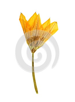 Pressed and Dried orange flower pumpkin (gourd, squash).