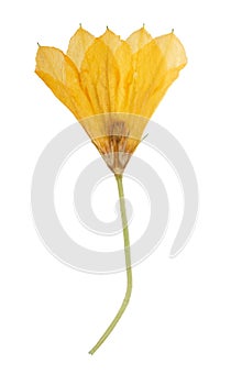 Pressed and dried orange flower pumpkin. Isolated