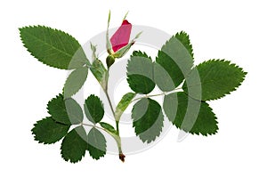 Pressed and dried pink delicate flower wild rose