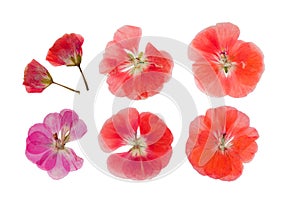 Pressed and dried pink delicate transparent flowers geranium pe