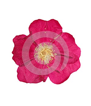 Pressed and dried pink flower wild rose, isolated