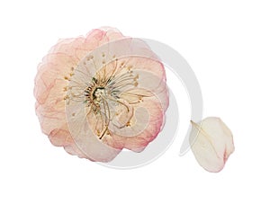 Pressed and dried pink flower wild rose. Isolated