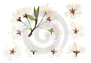 Pressed and dried plum flowers, buds plum. Isolated on white background. For use in scrapbooking, pressed floristry or herbarium