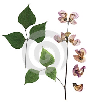 Pressed and dried purple hyacinth bean bob flowers, isolated on white background. For use in scrapbooking, pressed floristry or
