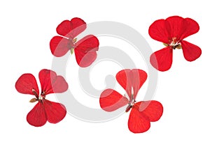 Pressed and dried red flowers geranium pelargonium, isolated on white