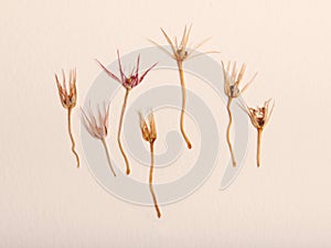 Pressed and dried spring summer yellow pink flowers on a paper background