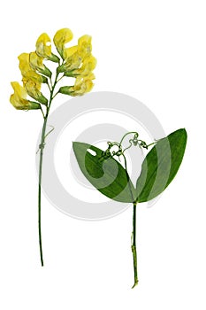 Pressed and dried stalk Lathyrus pratensis