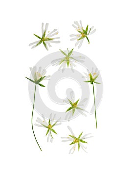Pressed and dried Stellaria holostea flower. Isolated photo