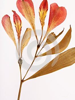 Pressed and dried summer red flowers on a white