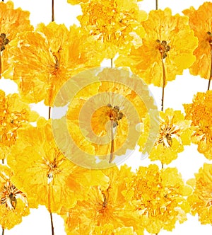 Pressed and dried summer yellow flowers on a white pattern