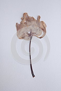 Pressed and dried tulip flower on a white background. For use in scrapbooking