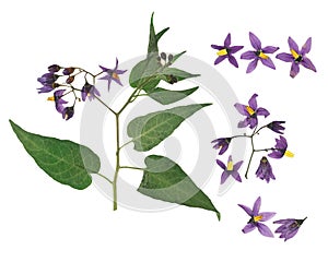 Pressed and dried violet flower bittersweet nightshade on stem with green leaves. Isolated on white