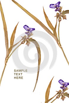 Pressed and dried violet summer flower jn awhite background