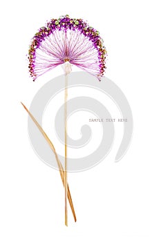 Pressed and dried violet summer flower on a white background