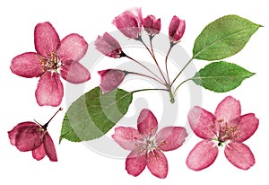 Pressed and dried white delicate transparent flower apple tree, isolated on white background. For use in scrapbooking, pressed