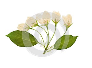 Pressed and dried white delicate transparent flower apple tree,