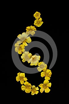 Pressed and dried yellow flowers eschscholzia. Isolated