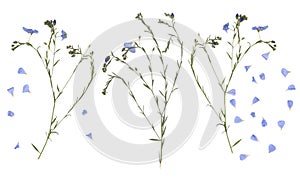 Pressed dry wildflowers. Scanned image. Fine vintage floral herbarium. Composition of the dried grass and blue flowers on a white