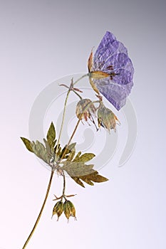 Pressed flower in backlight photo