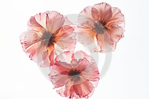 Pressed Flower Composition on Backlit White Background