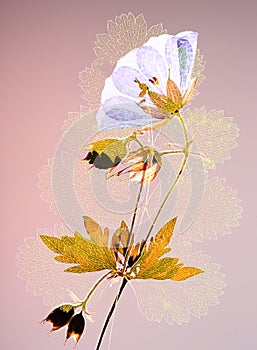 Pressed flower and leaf