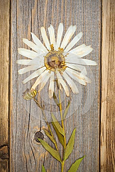 Pressed flower with white petals, herbarium photo