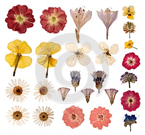 Pressed flowers