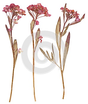 Pressed flowers, isolated