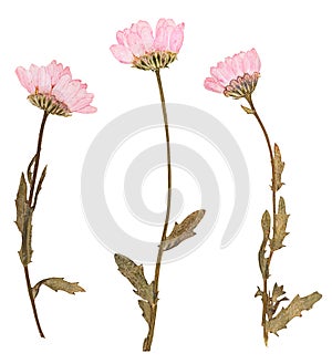 Pressed flowers, isolated