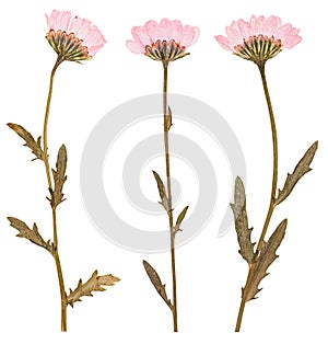 Pressed flowers, isolated photo
