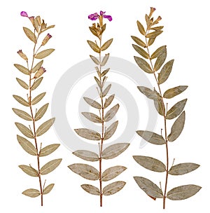 Pressed flowers, isolated photo