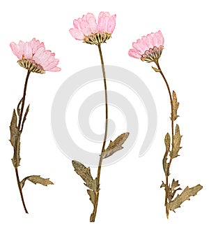 Pressed flowers, isolated photo