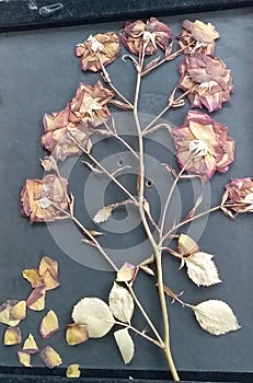 Pressed Flowers from my wedding boquet of Red Rosez