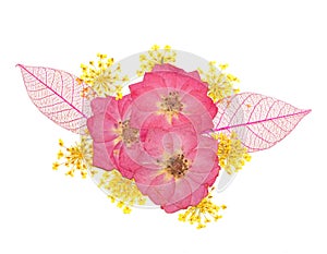 Pressed flowers - rose and lace flower