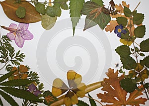 Pressed leaves and flowers botanical frame board background