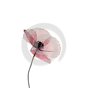 Pressed poppy flower