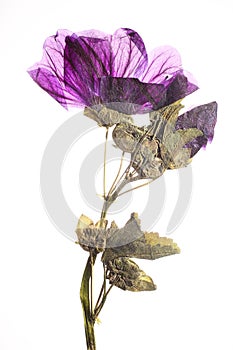 Pressed purple malva photo