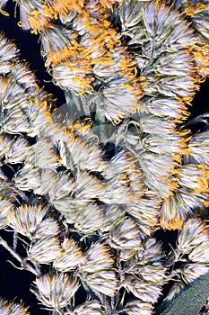 Pressed solidago canadensis flowers photo