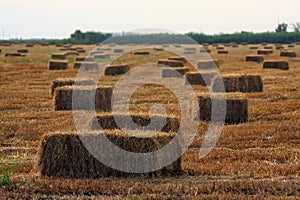 Pressed straw briquettes left of harvest lying on a field at sunset scenery