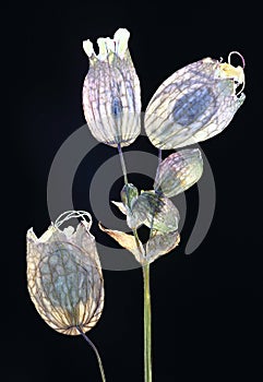 Pressed translucent flowers