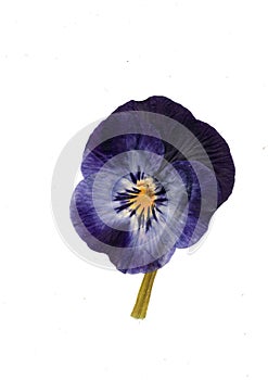 A pressed violet flower.