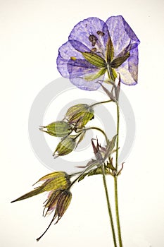 Pressed violet flower photo