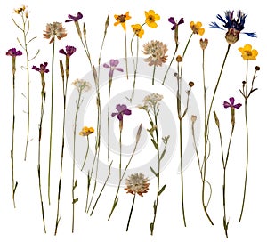 Pressed wild flowers photo