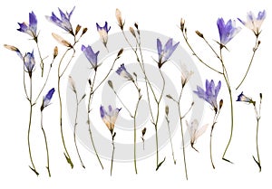 Pressed wild flowers