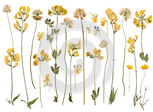 Pressed wild flowers