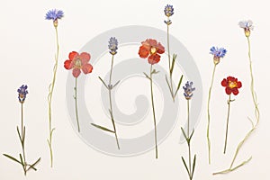 Pressed wild flowers.